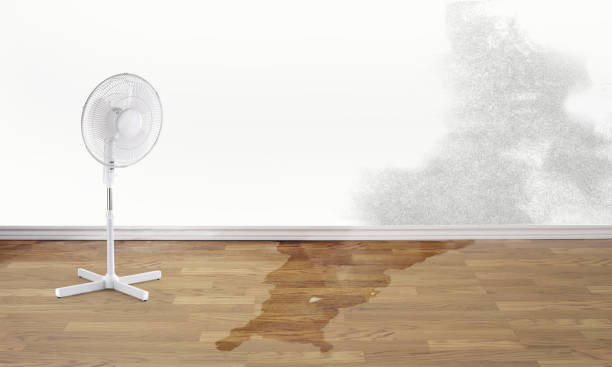 Best Water damage contractors near me  in New Prague, MN