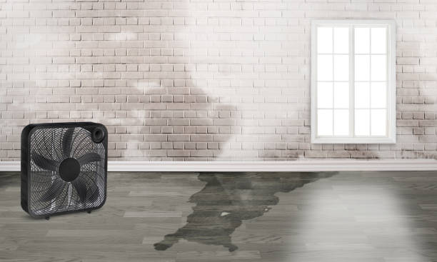 Best Local water damage restoration  in New Prague, MN